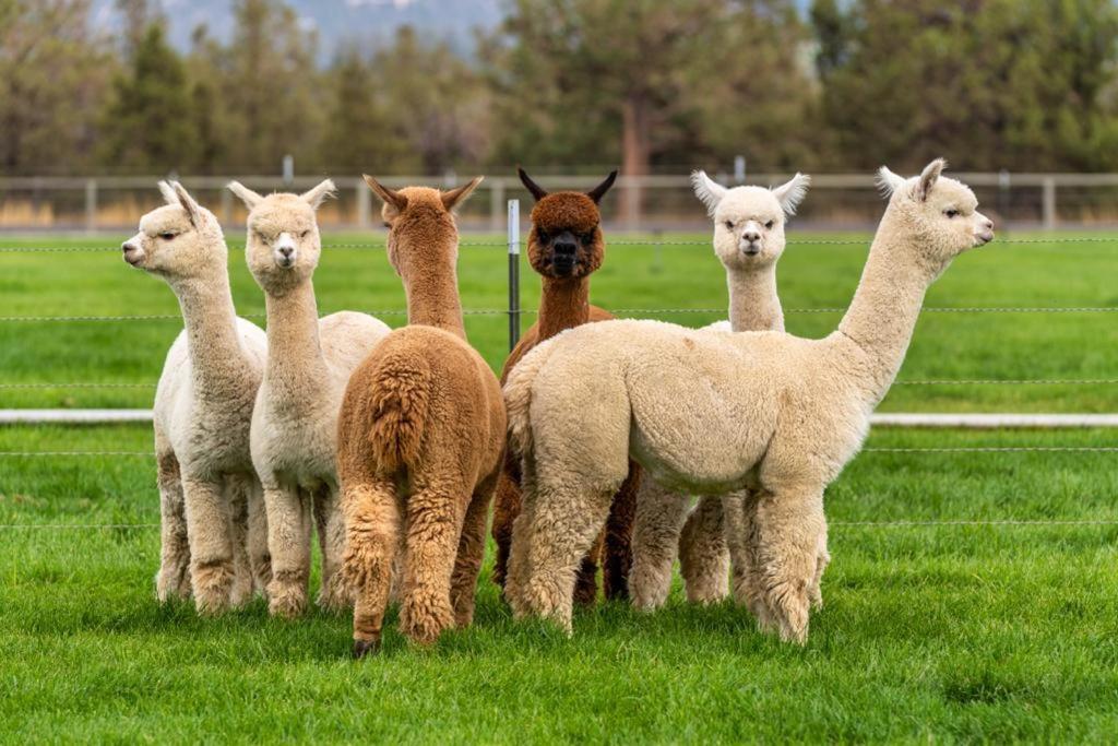 Alpaca Farm And B&B - Mama Adama Грандола Экстерьер фото